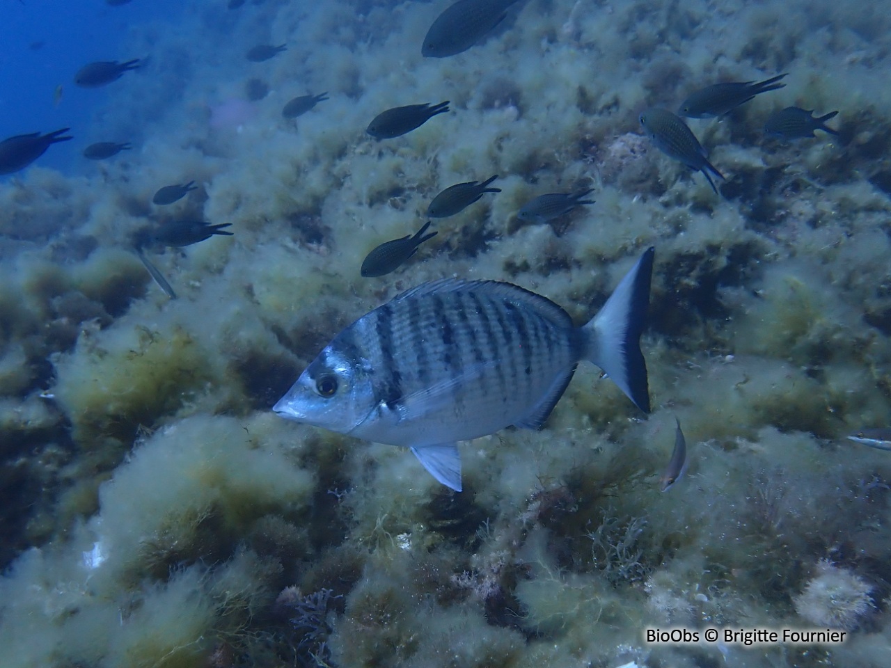 Sar à museau pointu - Diplodus puntazzo - Brigitte Fournier - BioObs