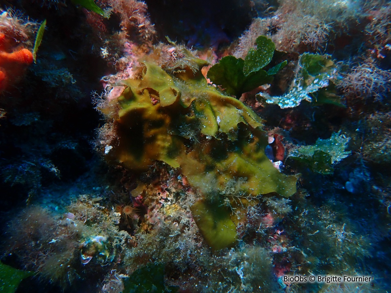 Zanardinia - Zanardinia typus - Brigitte Fournier - BioObs