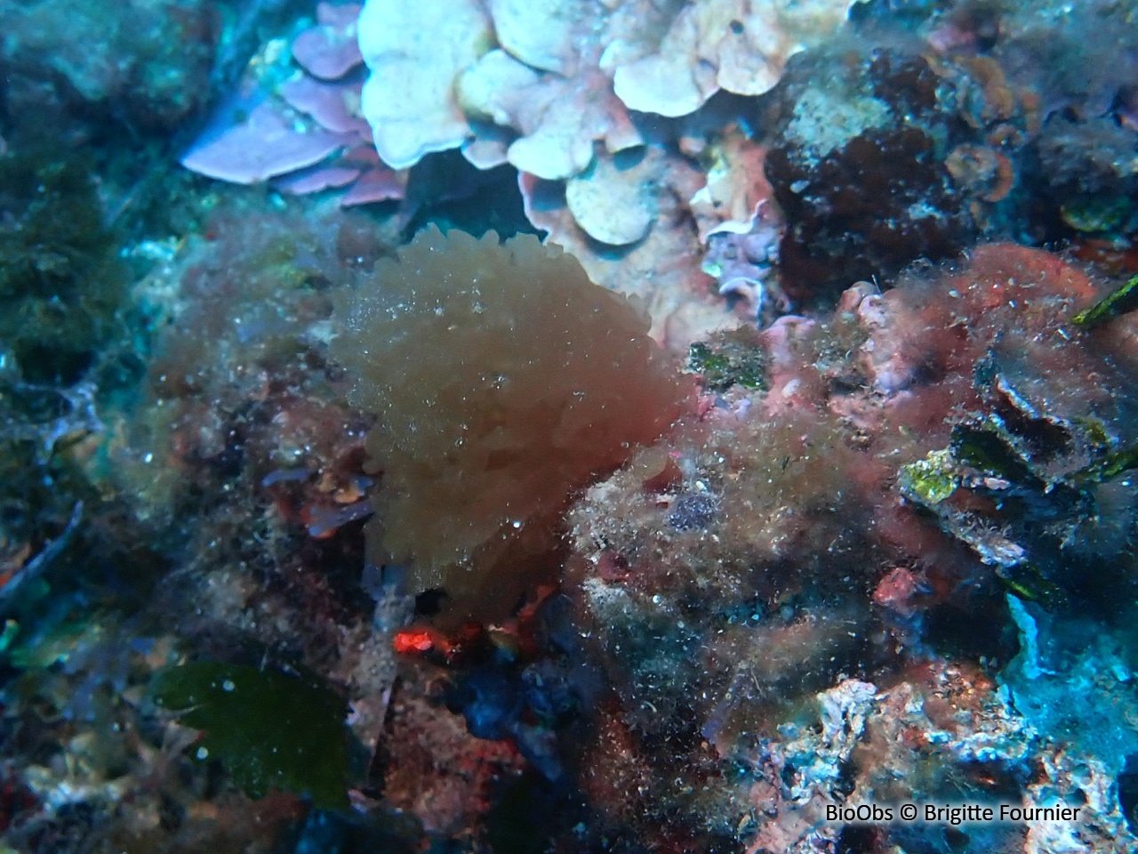 Predaea d'Ollivier - Predaea ollivieri - Brigitte Fournier - BioObs