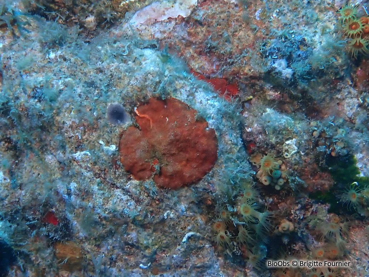 Schizoporella orange - Schizoporella dunkeri - Brigitte Fournier - BioObs