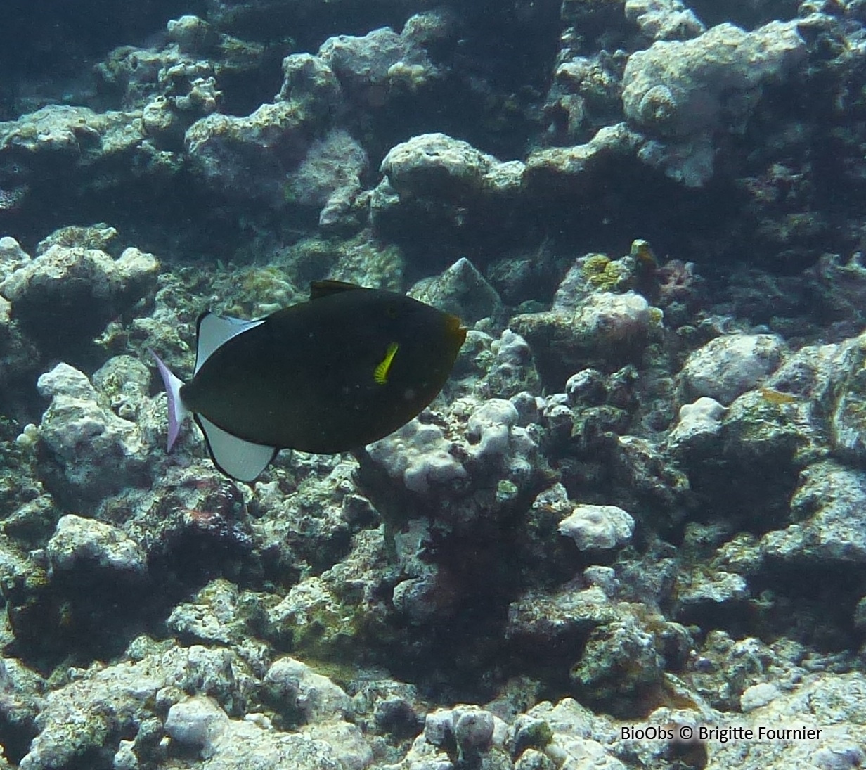 Baliste veuve à queue rose - Melichthys vidua - Brigitte Fournier - BioObs