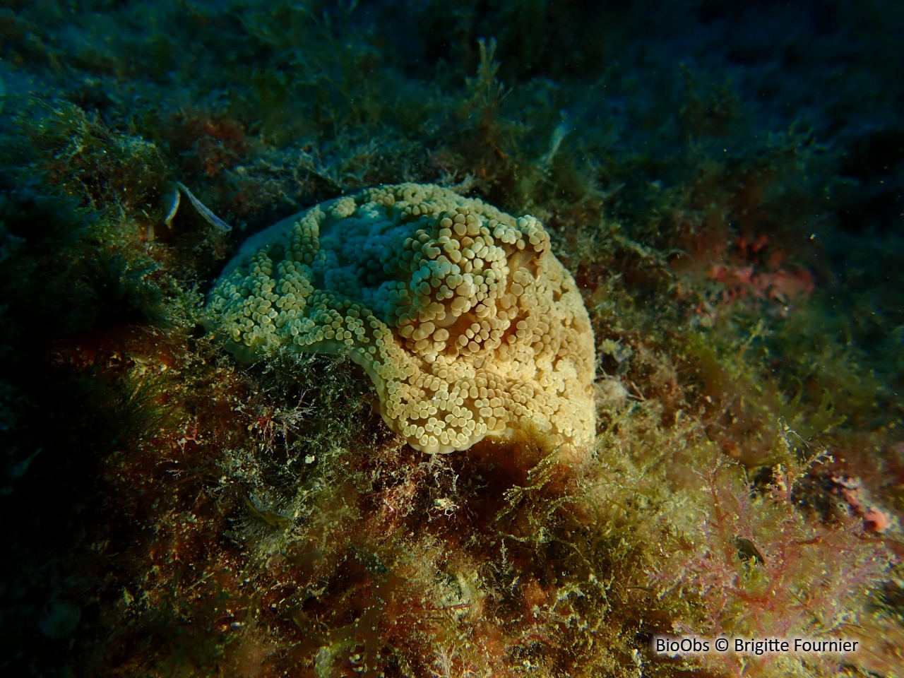 Alicia - Alicia mirabilis - Brigitte Fournier - BioObs