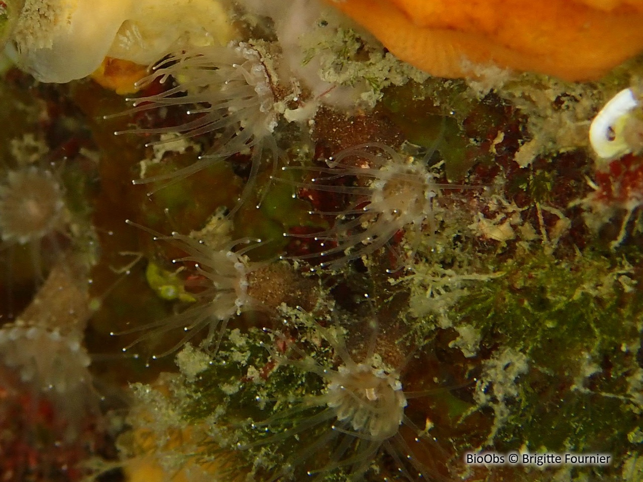 Anémone encroûtante grise - Epizoanthus paxii - Brigitte Fournier - BioObs