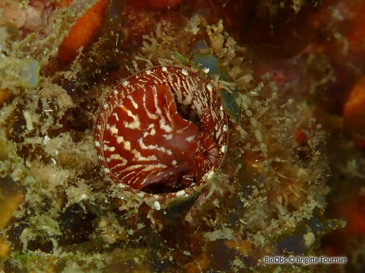 Grand vermet - Thylacodes arenarius - Brigitte Fournier - BioObs