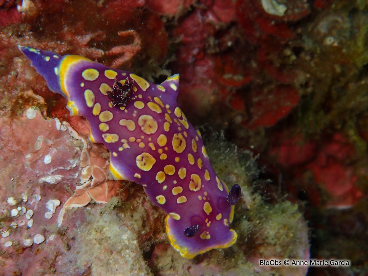 Doris tachetée mauve - Felimida luteorosea - Anne Marie Garcia - BioObs