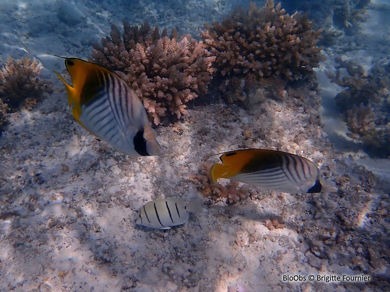 Poisson-papillon cocher - Chaetodon auriga - Brigitte Fournier - BioObs