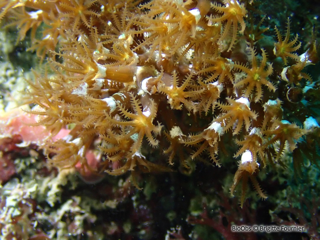 Alcyon brun - Maasella edwardsi - Brigitte Fournier - BioObs