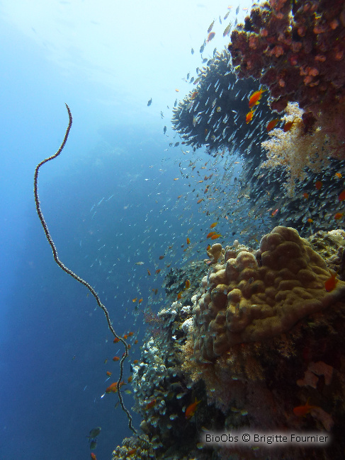 Corail fil-de-fer tordu - Cirrhipathes anguina - Brigitte Fournier - BioObs
