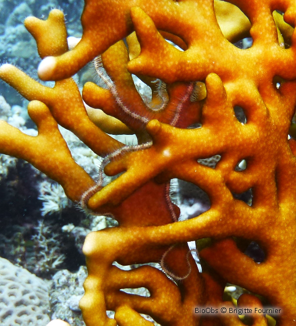 Corail de feu ramifié - Millepora dichotoma - Brigitte Fournier - BioObs