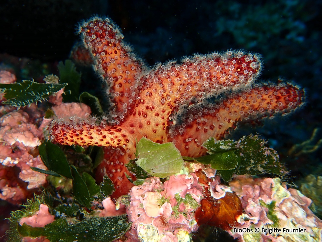 Alcyon méditerranéen - Alcyonium acaule - Brigitte Fournier - BioObs