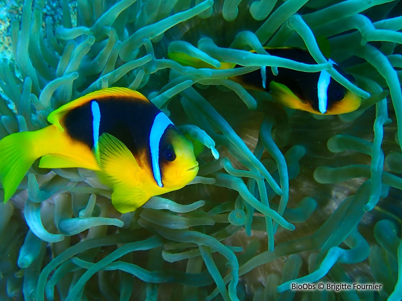 Poisson-clown à deux bandes - Amphiprion bicinctus - Brigitte Fournier - BioObs