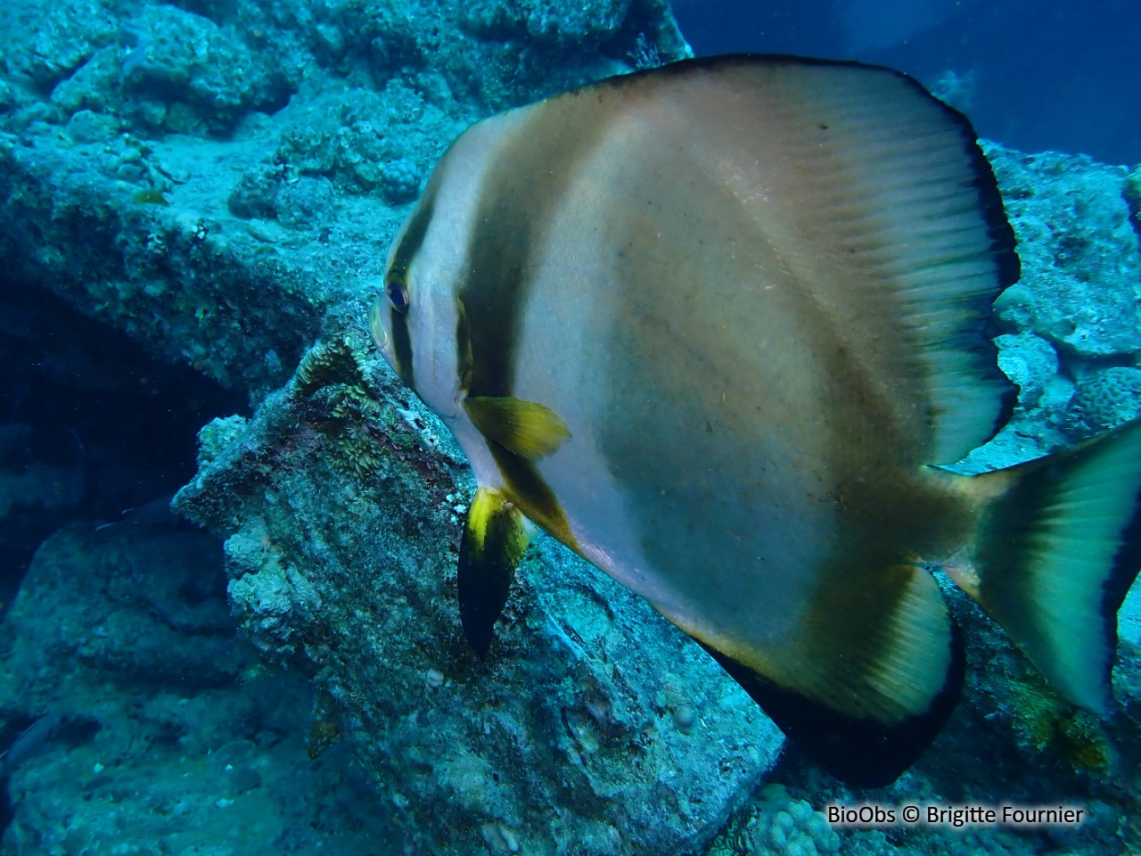 Platax orbiculaire - Platax orbicularis - Brigitte Fournier - BioObs