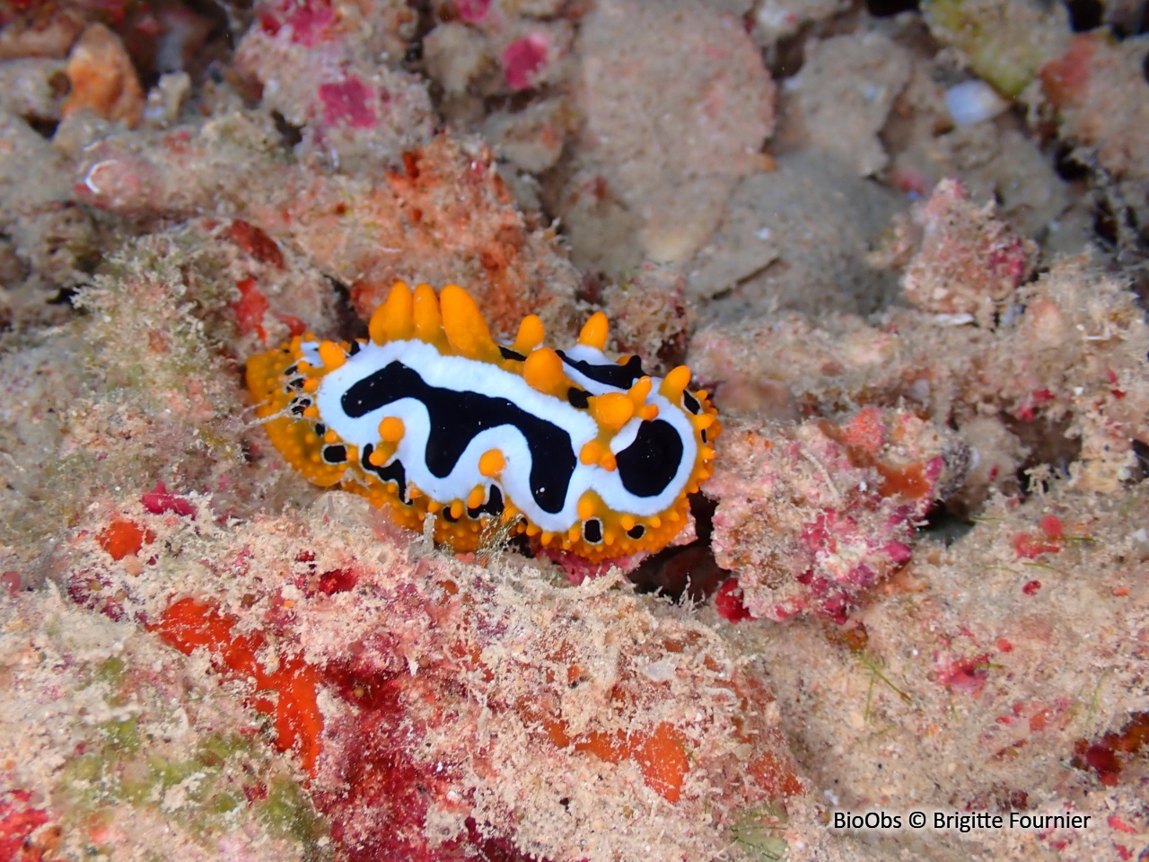 Phyllidie ondulée - Phyllidia undula - Brigitte Fournier - BioObs