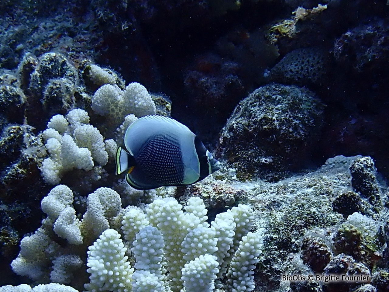 Poisson-papillon réticulé - Chaetodon reticulatus - Brigitte Fournier - BioObs
