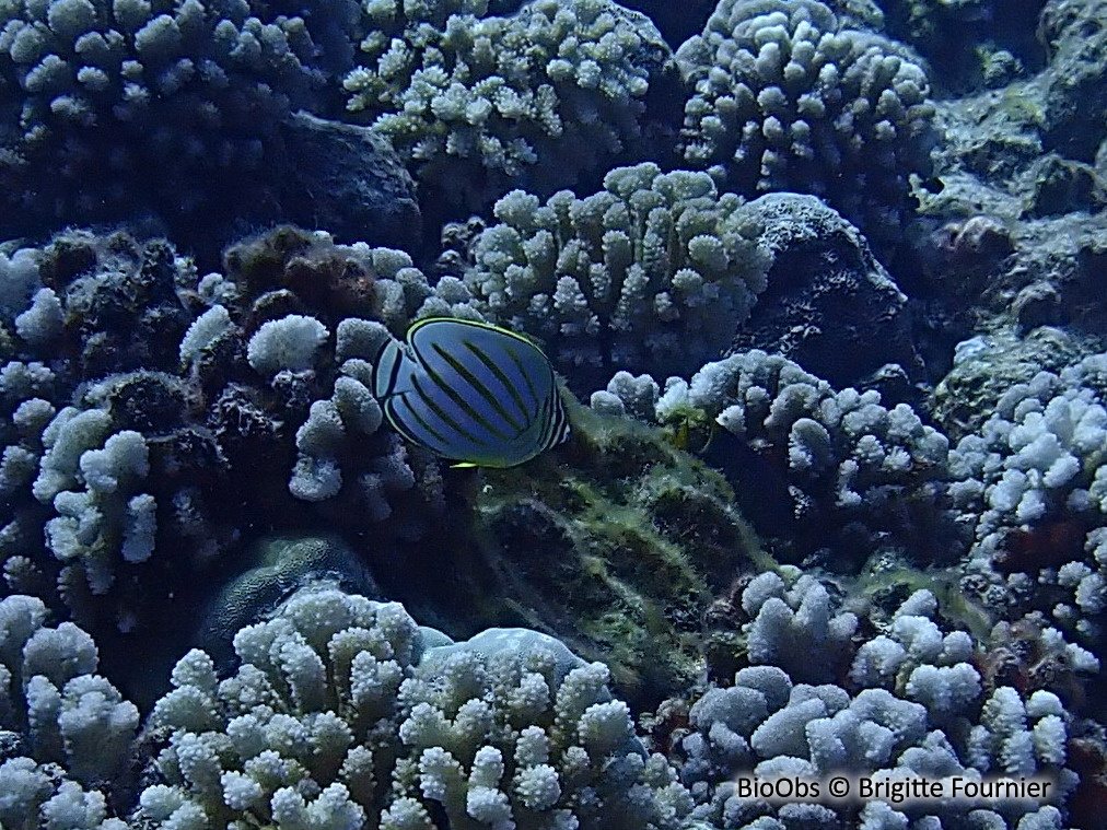 Poisson-papillon orné - Chaetodon ornatissimus - Brigitte Fournier - BioObs