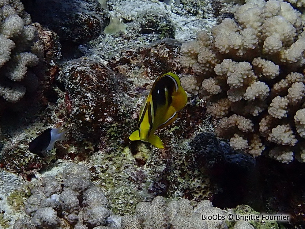 Poisson-papillon à 4 taches - Chaetodon quadrimaculatus - Brigitte Fournier - BioObs