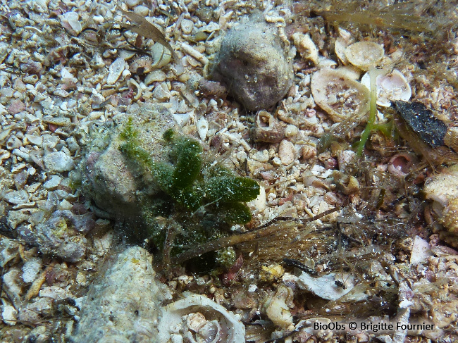 Algue à massues - Dasycladus vermicularis - Brigitte Fournier - BioObs