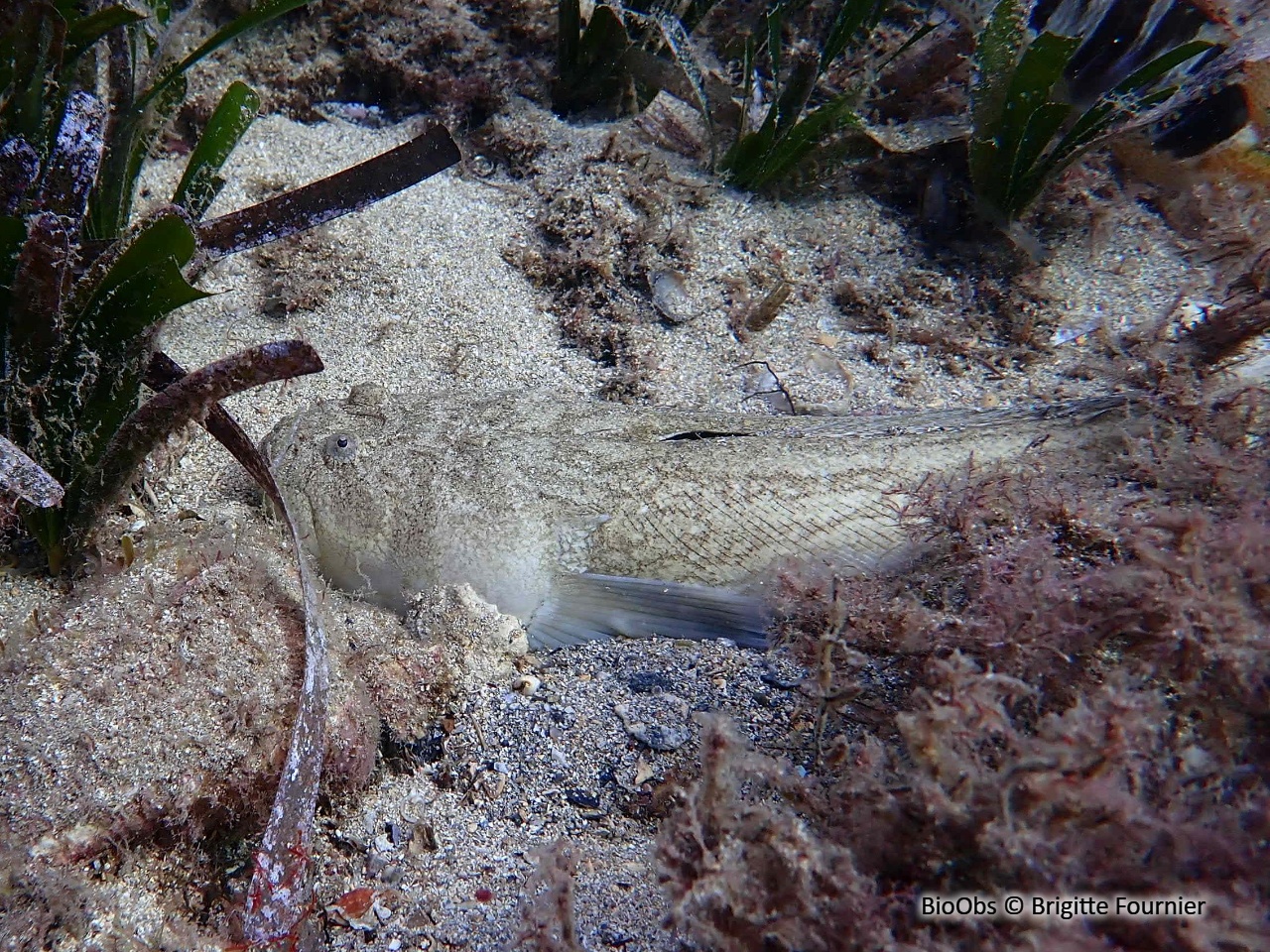 Uranoscope - Uranoscopus scaber - Brigitte Fournier - BioObs