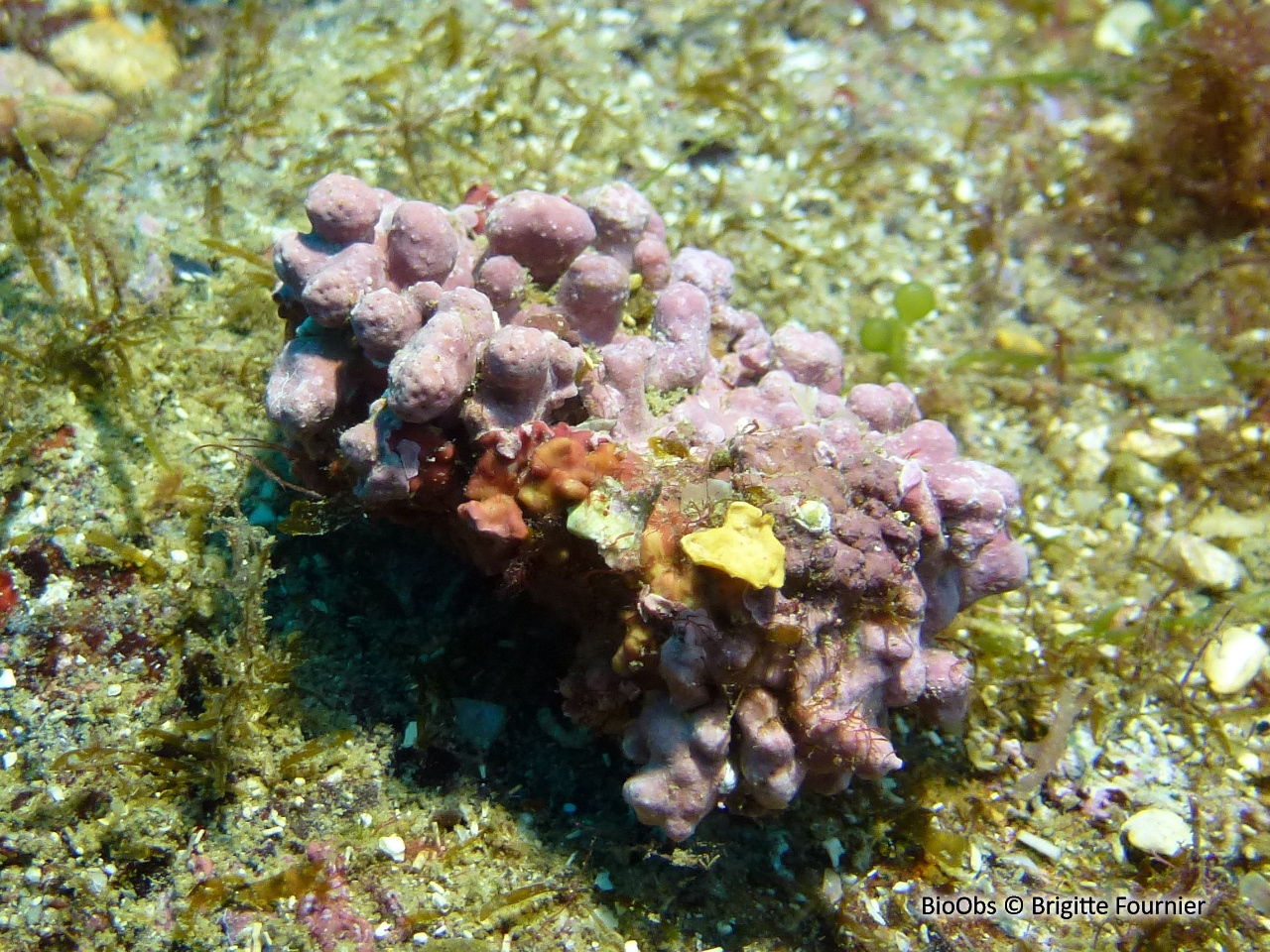 Feuille de pierre mamelonnée - Lithophyllum racemus - Brigitte Fournier - BioObs