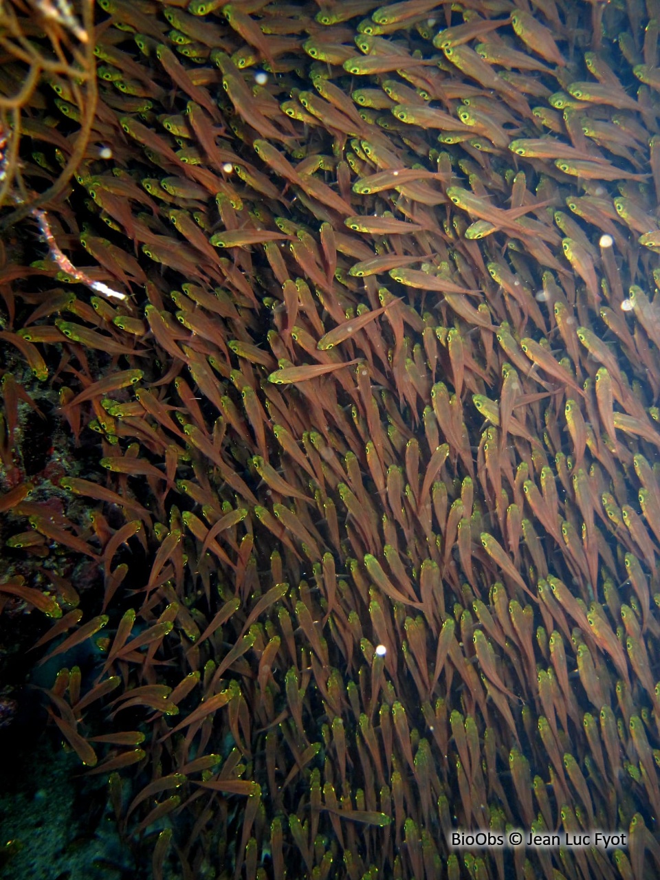 Poisson-hachette nain - Parapriacanthus ransonneti - Jean Luc Fyot - BioObs