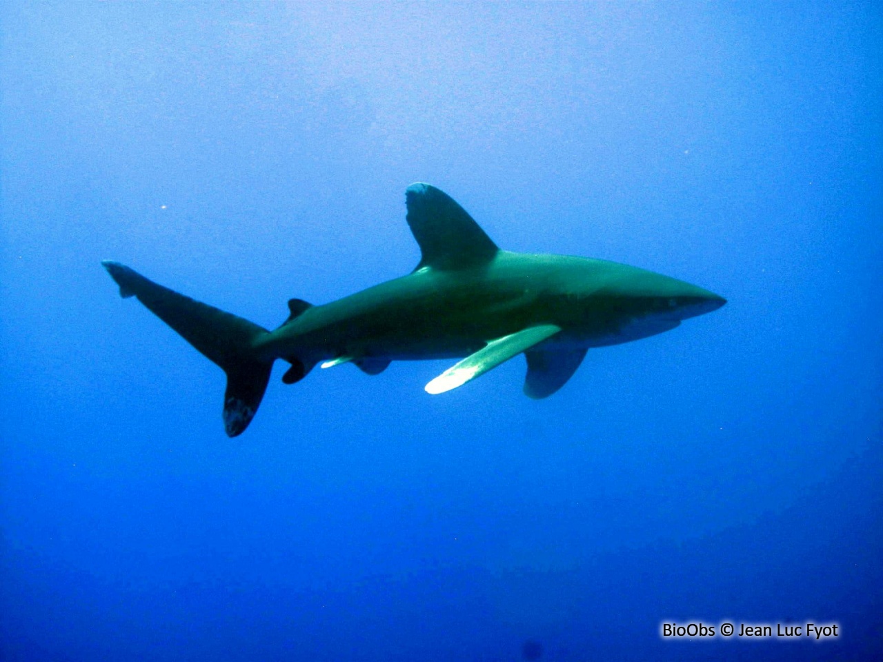 Requin océanique - Carcharhinus longimanus - Jean Luc Fyot - BioObs