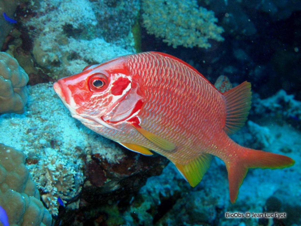 Poisson-écureuil géant - Sargocentron spiniferum - Jean Luc Fyot - BioObs