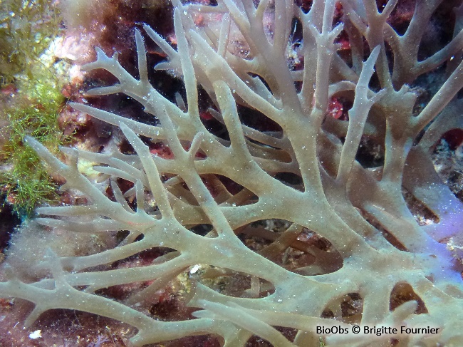 Algue branchue cartilagineuse - Chrysymenia ventricosa - Brigitte Fournier - BioObs