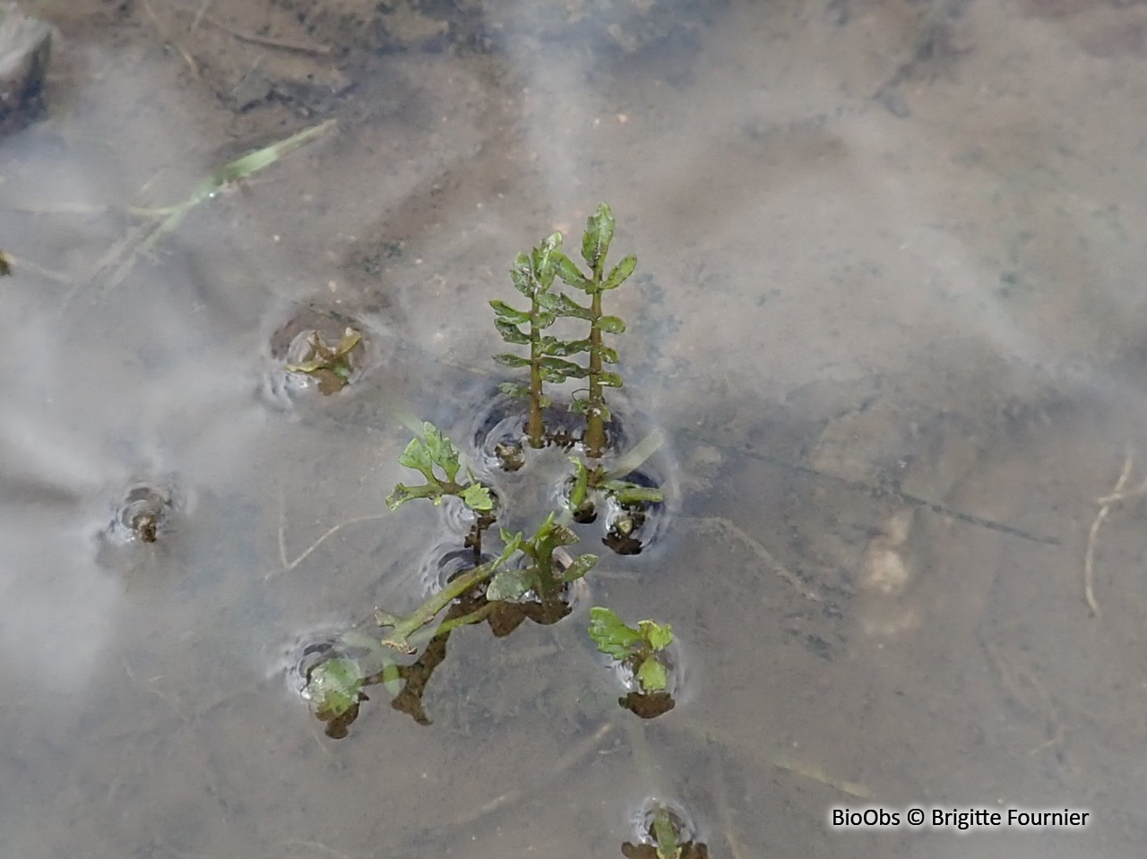 Ache rampante - Apium repens - Brigitte Fournier - BioObs