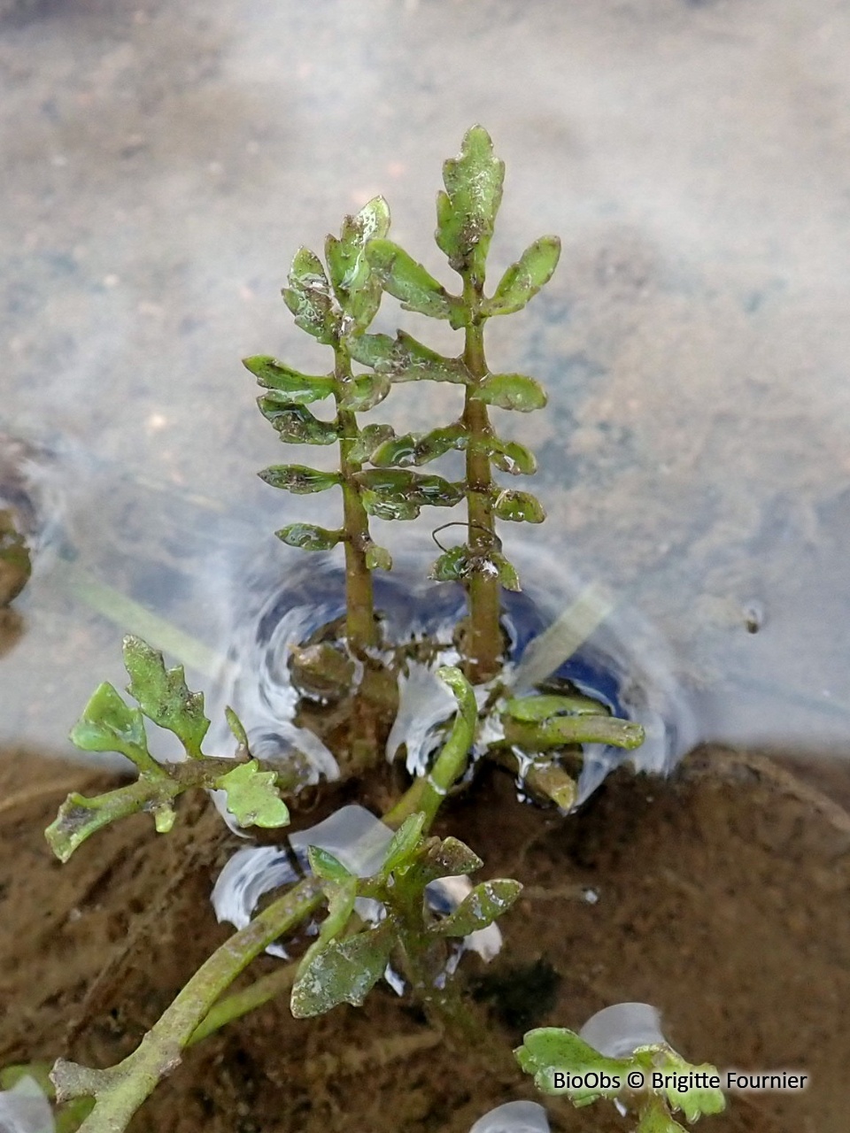 Ache rampante - Apium repens - Brigitte Fournier - BioObs