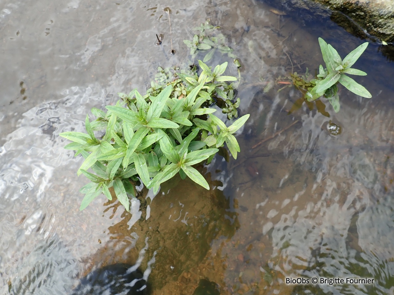 Épilobe à tige carrée - Epilobium tetragonum - Brigitte Fournier - BioObs