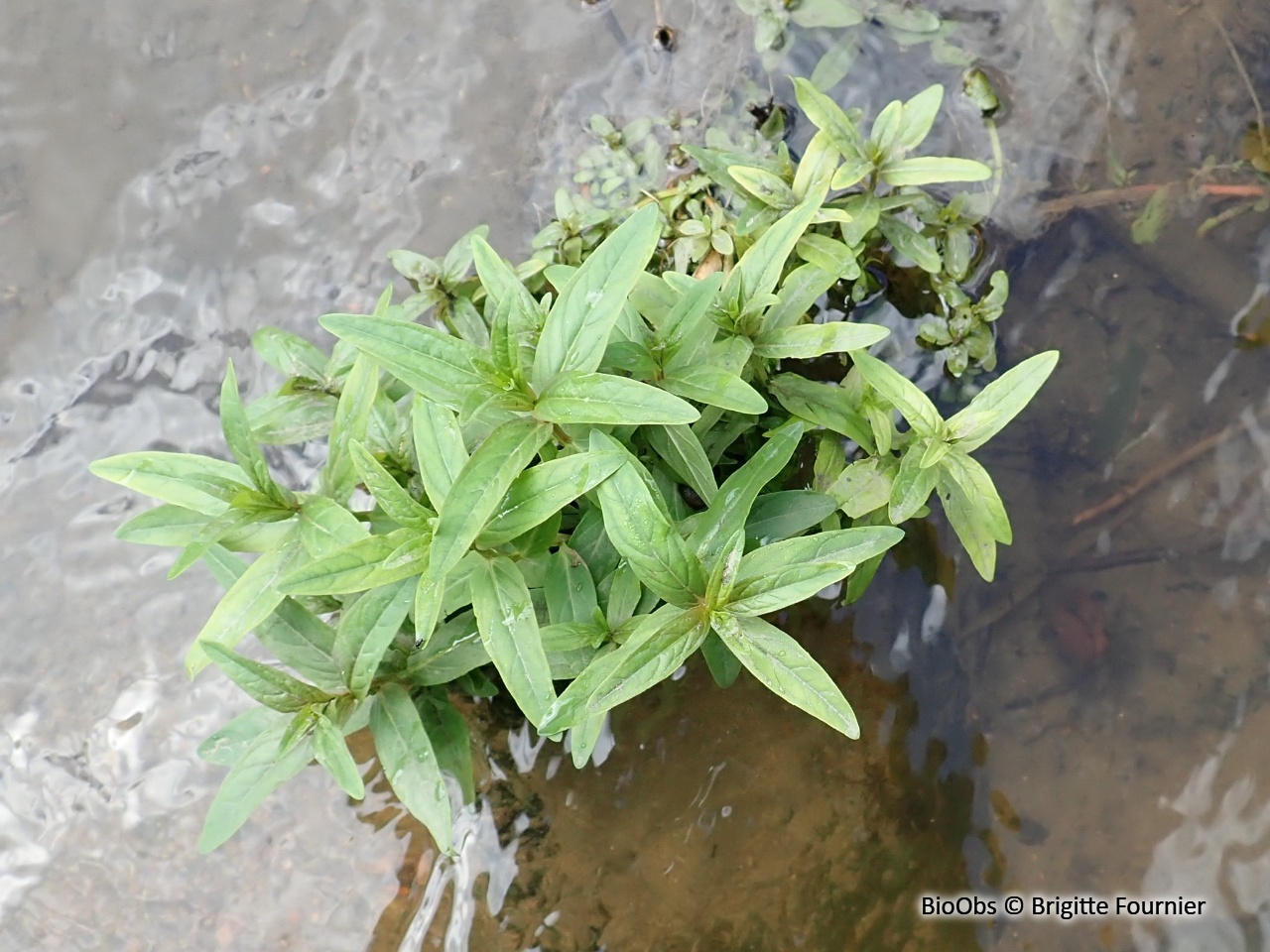 Épilobe à tige carrée - Epilobium tetragonum - Brigitte Fournier - BioObs