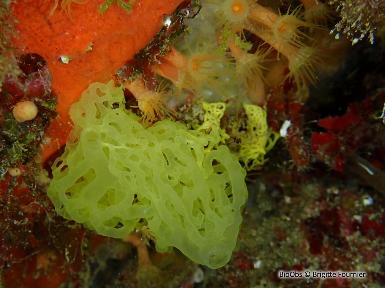 Clathrine jaune - Clathrina clathrus - Brigitte Fournier - BioObs