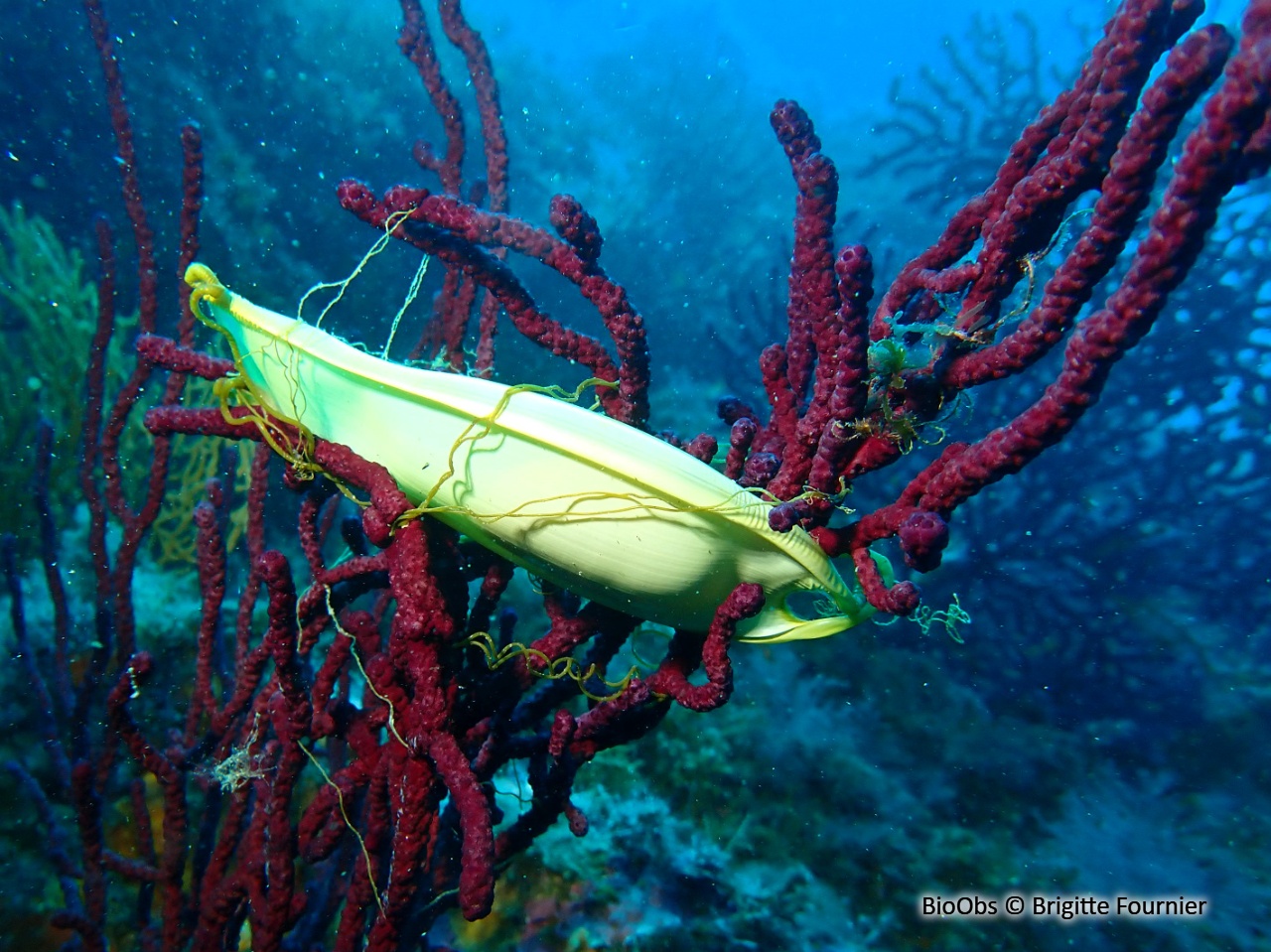 Grande roussette ponte - Scyliorhinus 