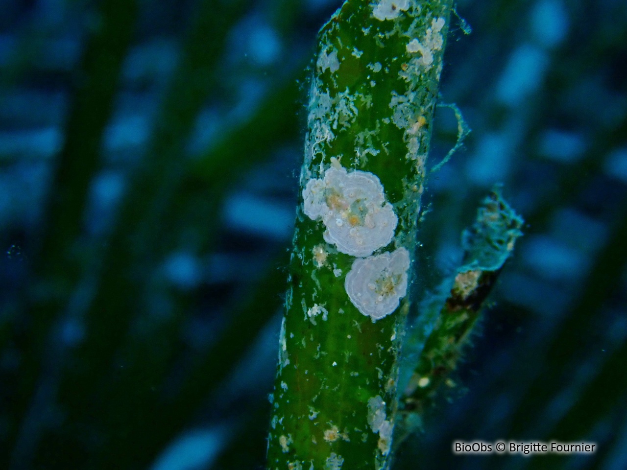 Petite algue calcaire farineuse - Hydrolithon farinosum - Brigitte Fournier - BioObs