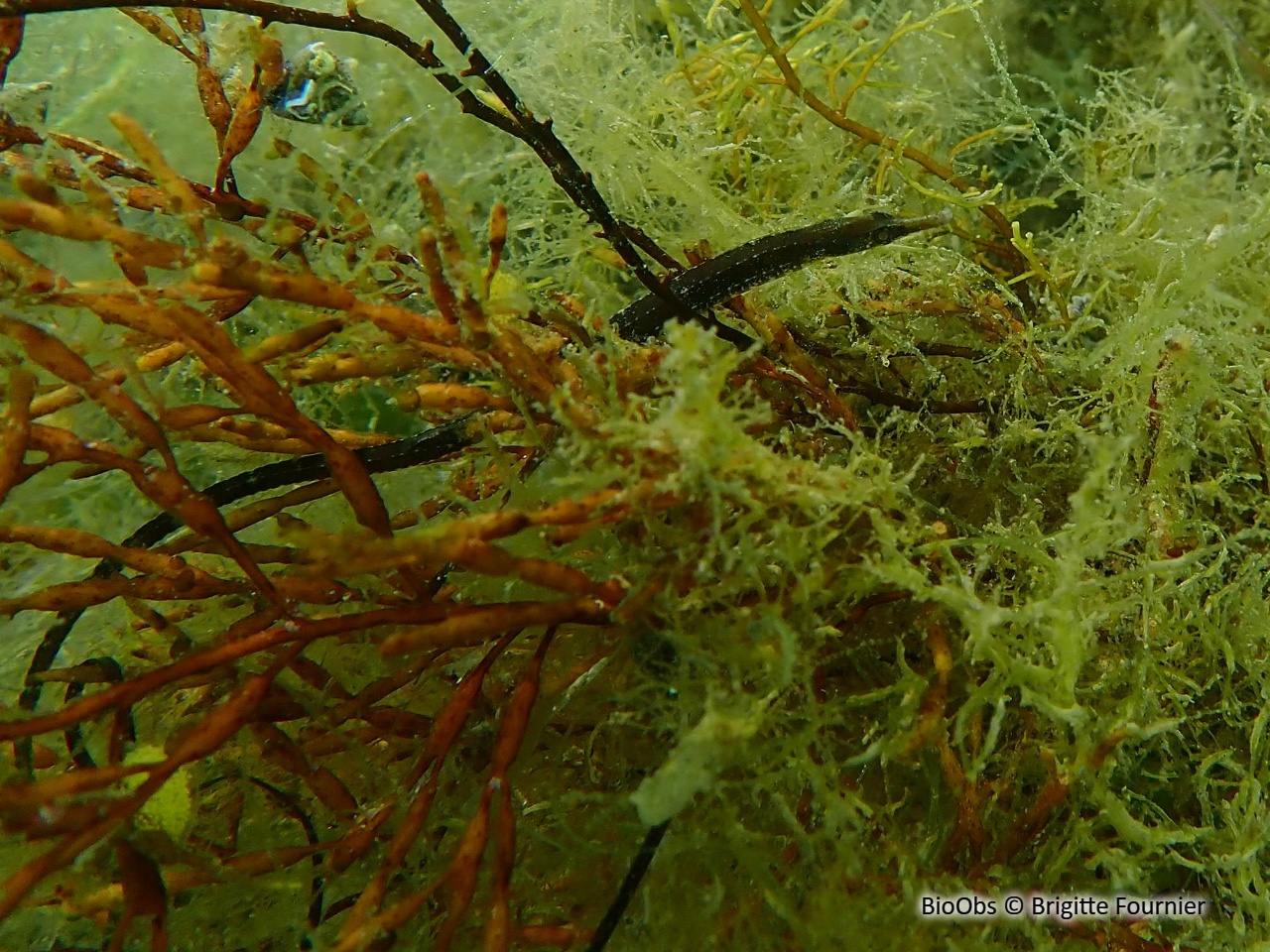 Syngnathe de lagune - Syngnathus abaster - Brigitte Fournier - BioObs