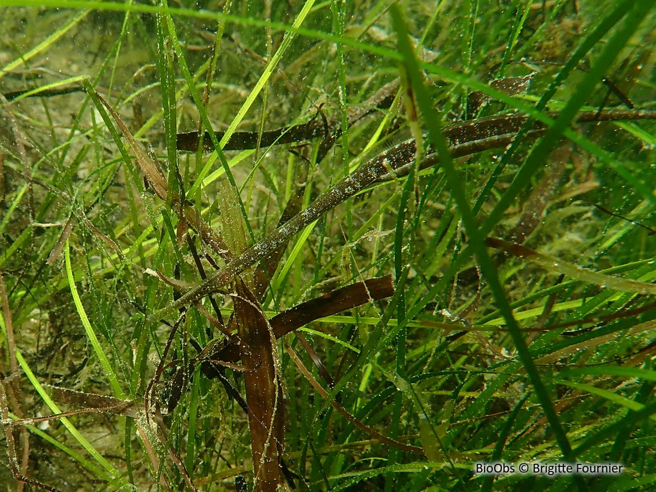 Syngnathe nageur de lagune - Syngnathus sp. - Brigitte Fournier - BioObs