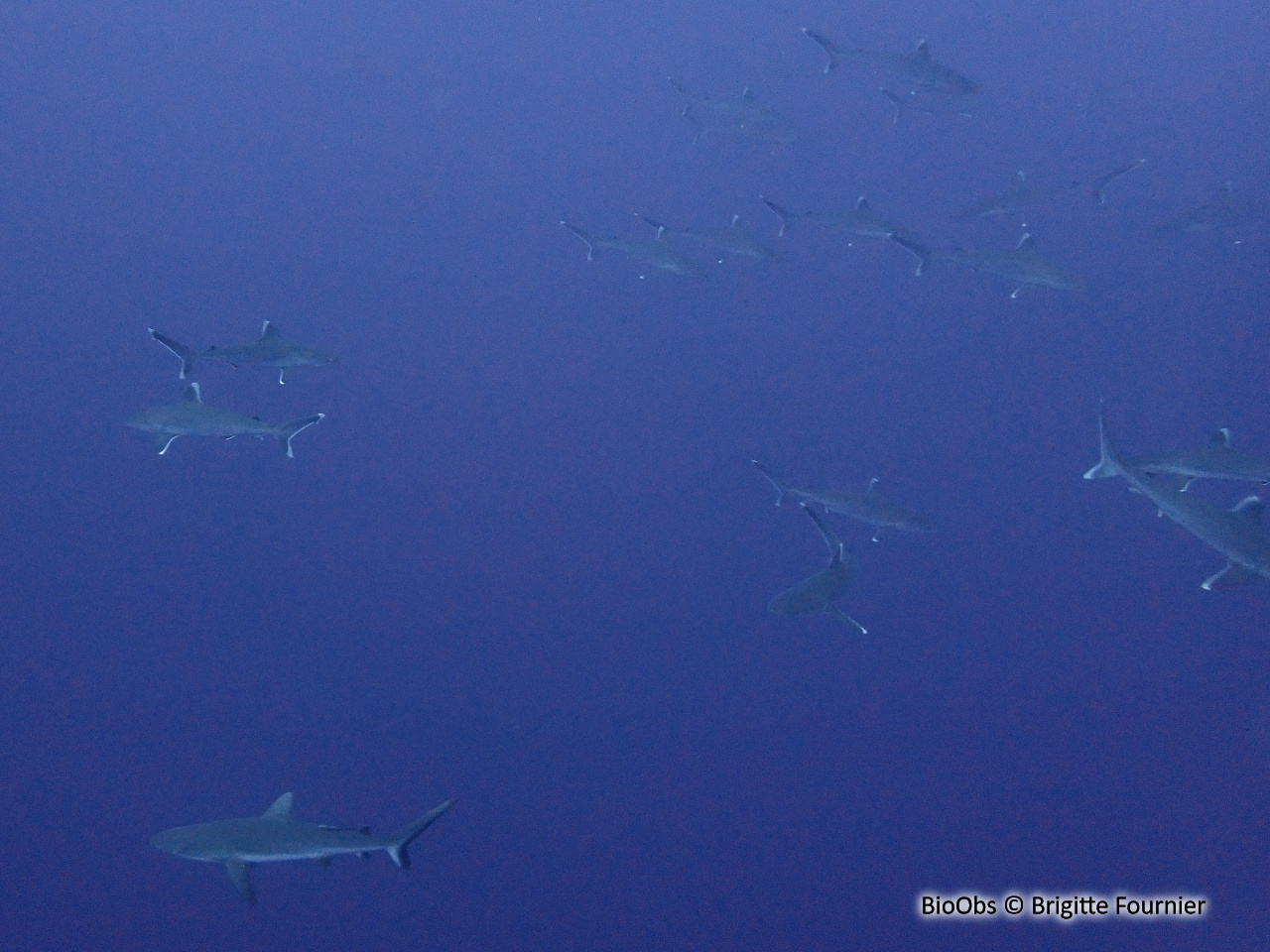 Requin pointes blanches de récif - Carcharhinus albimarginatus - Brigitte Fournier - BioObs