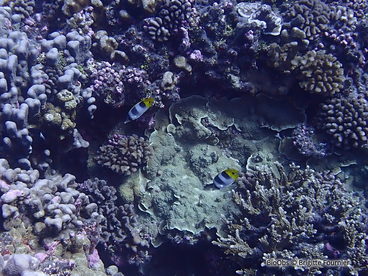 Poisson-papillon à 2 selles du pacifique - Chaetodon ulietensis - Brigitte Fournier - BioObs