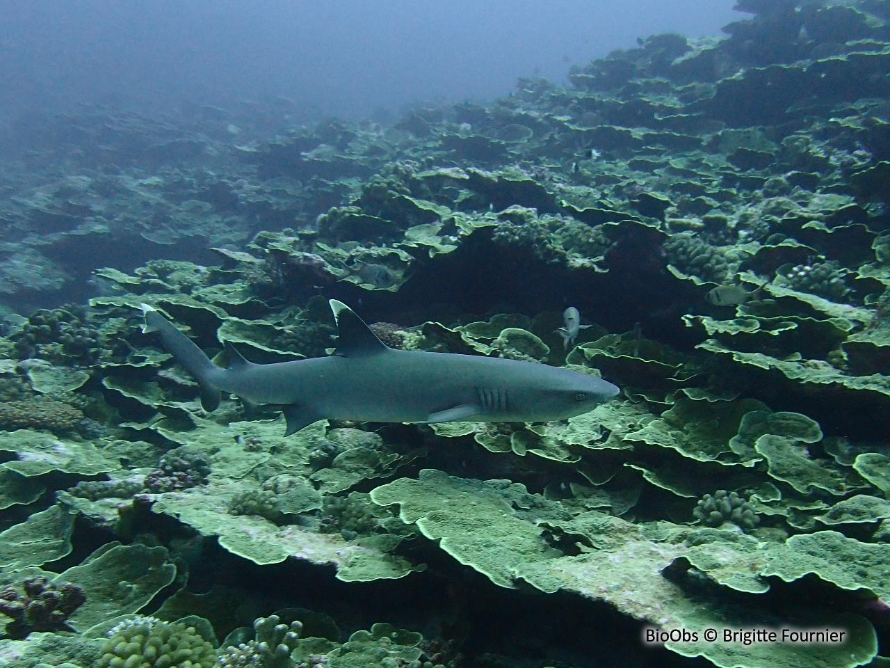 Requin corail - Triaenodon obesus - Brigitte Fournier - BioObs
