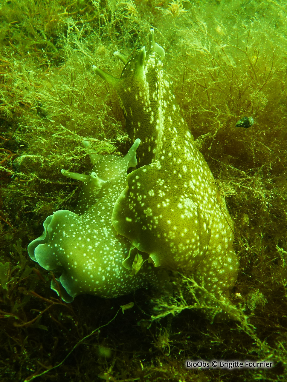 Lièvre de mer (depilans) - Aplysia depilans - Brigitte Fournier - BioObs