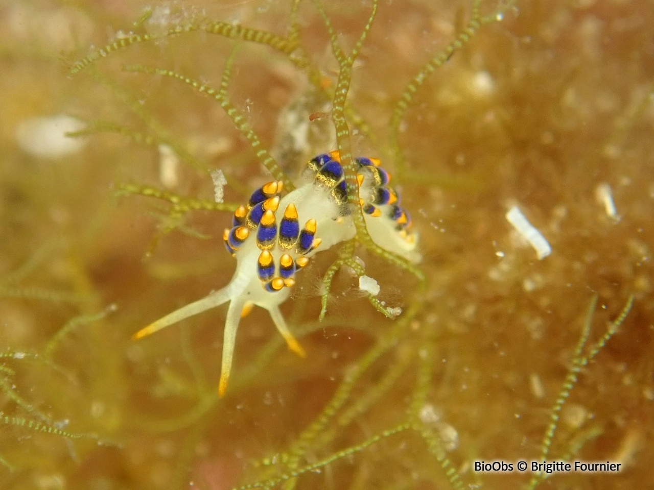 Eolidien de Morrow - Trinchesia morrowae - Brigitte Fournier - BioObs