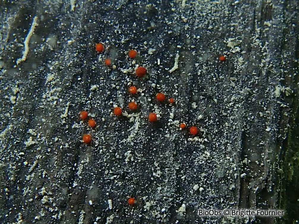 Hydracariens - Hydrachnidae - Brigitte Fournier - BioObs