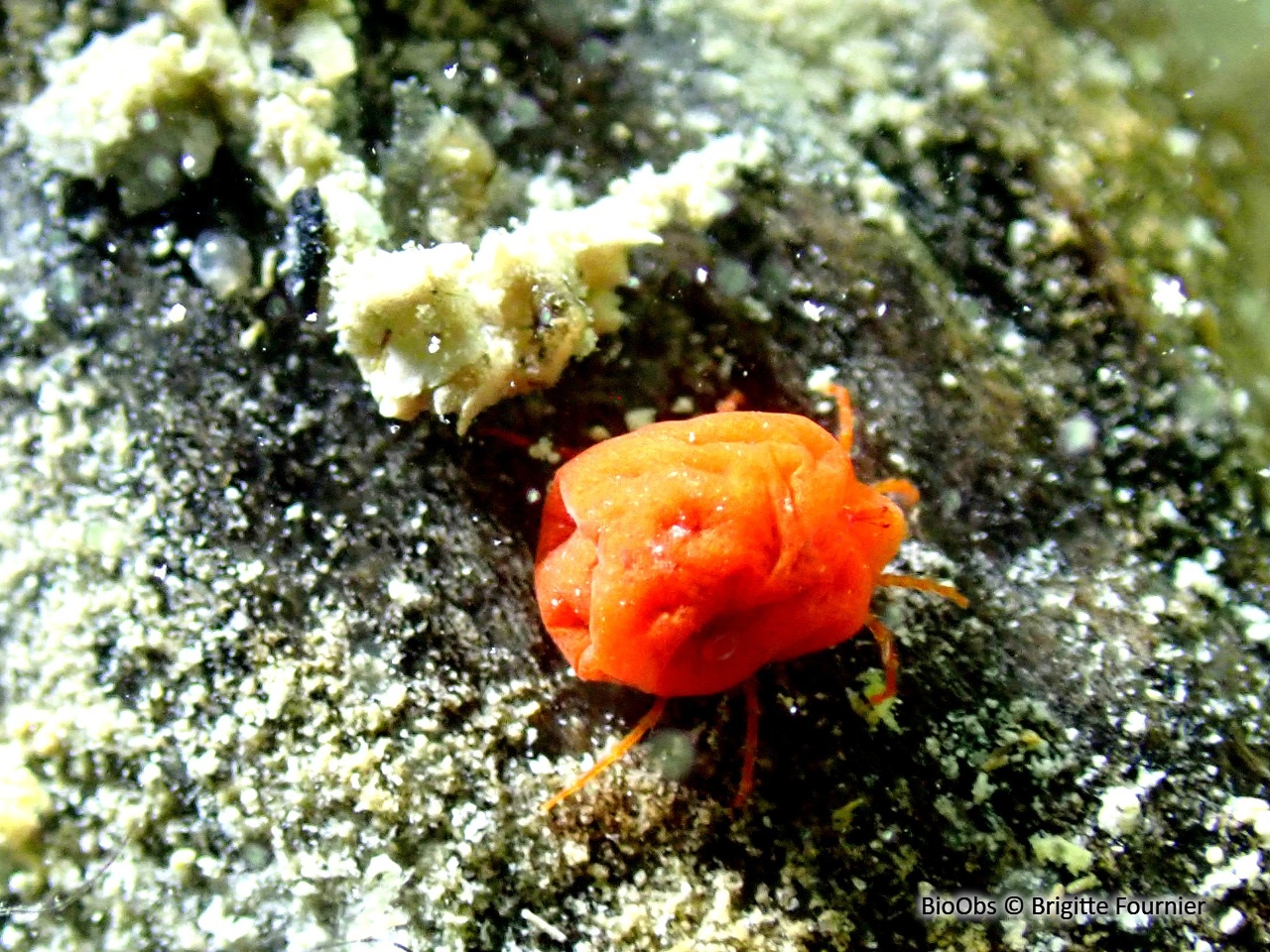 Hydracariens - Hydrachnidae - Brigitte Fournier - BioObs