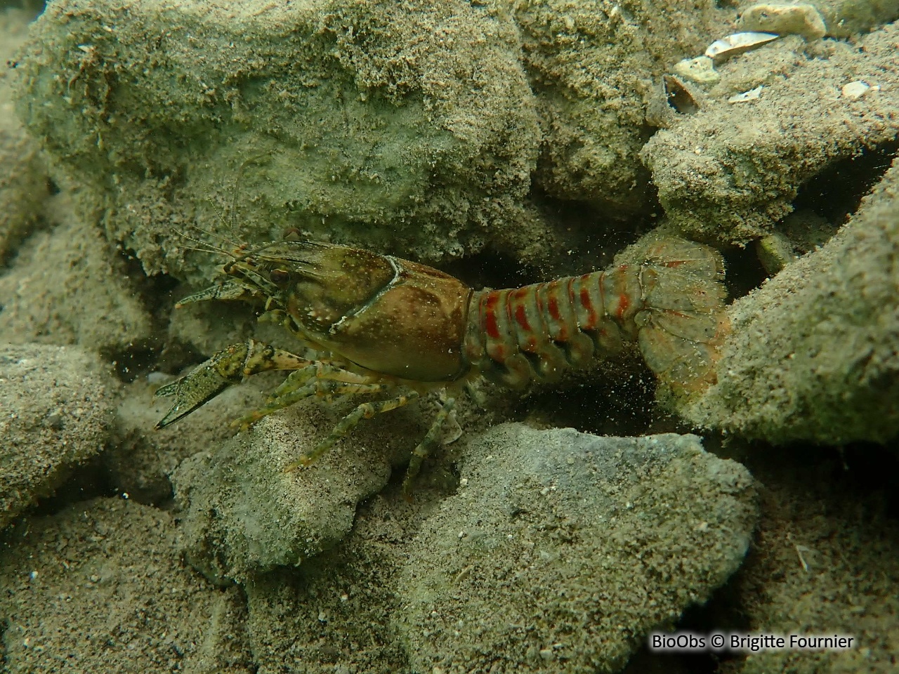 Ecrevisse américaine - Faxonius limosus - Brigitte Fournier - BioObs