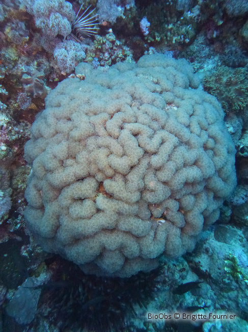 Corail à bulles sinueux - Plerogyra sinuosa - Brigitte Fournier - BioObs