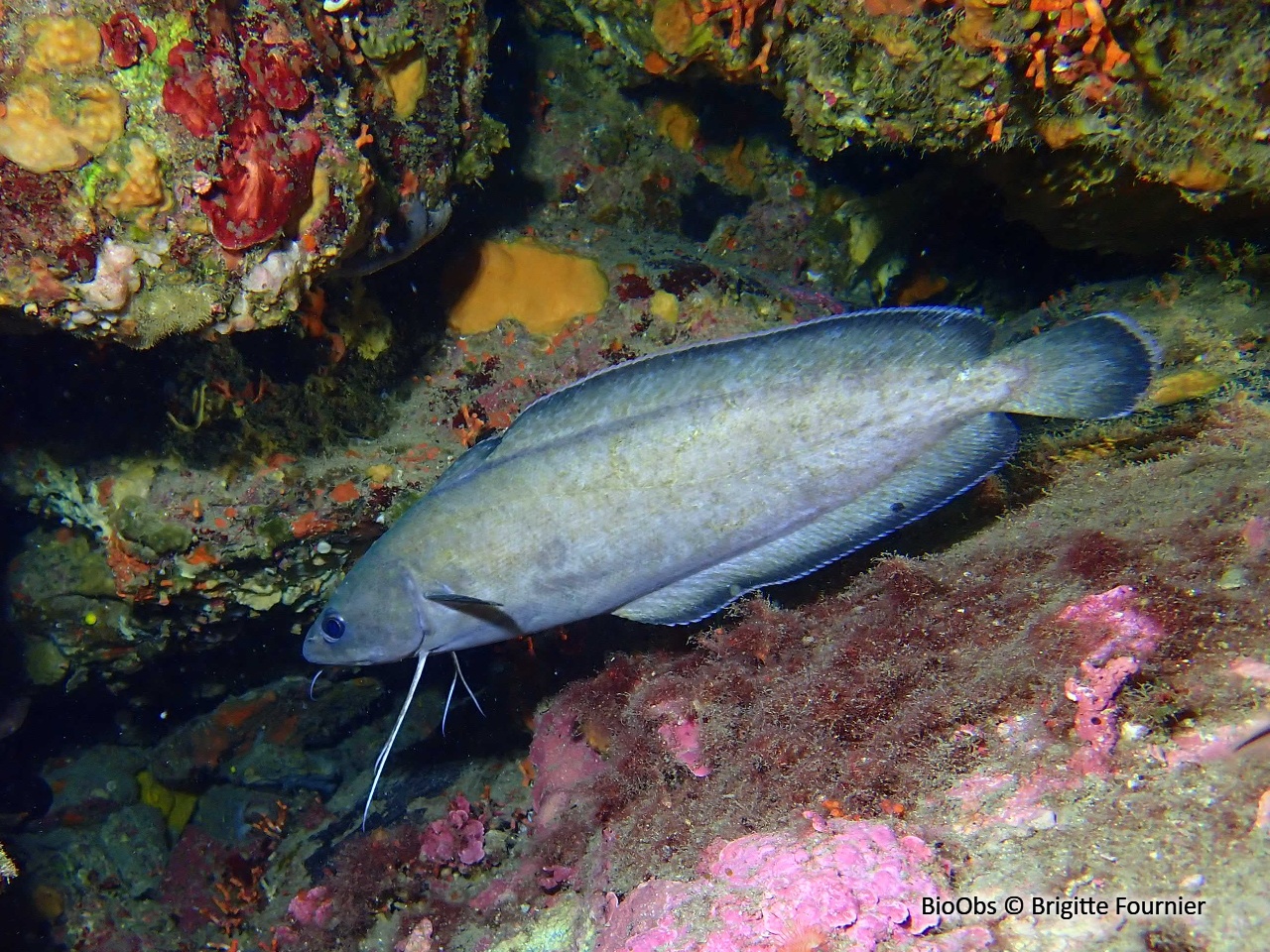 Mostelle - Phycis phycis - Brigitte Fournier - BioObs