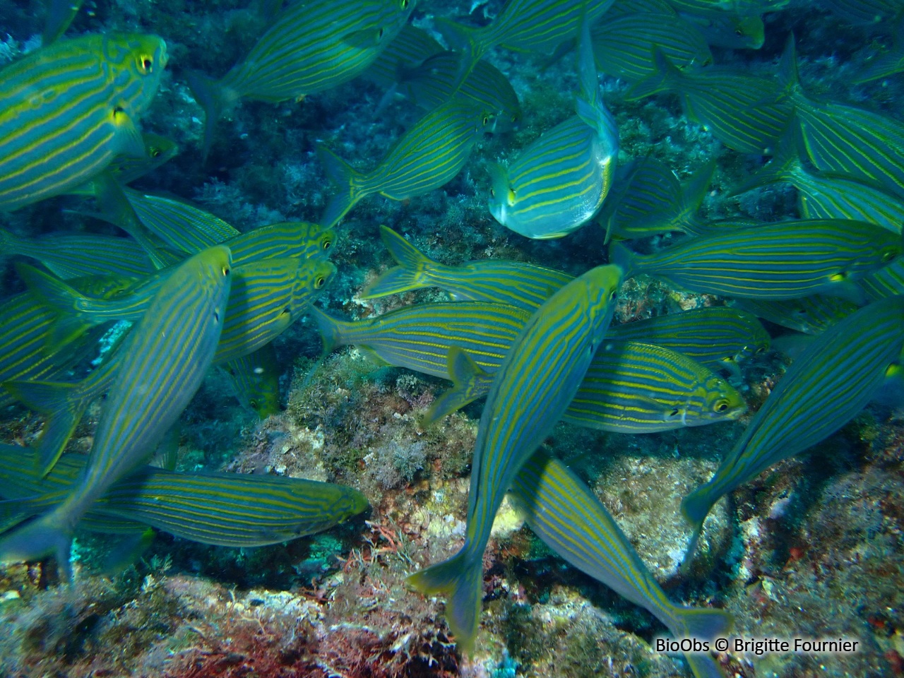 Saupe - Sarpa salpa - Brigitte Fournier - BioObs