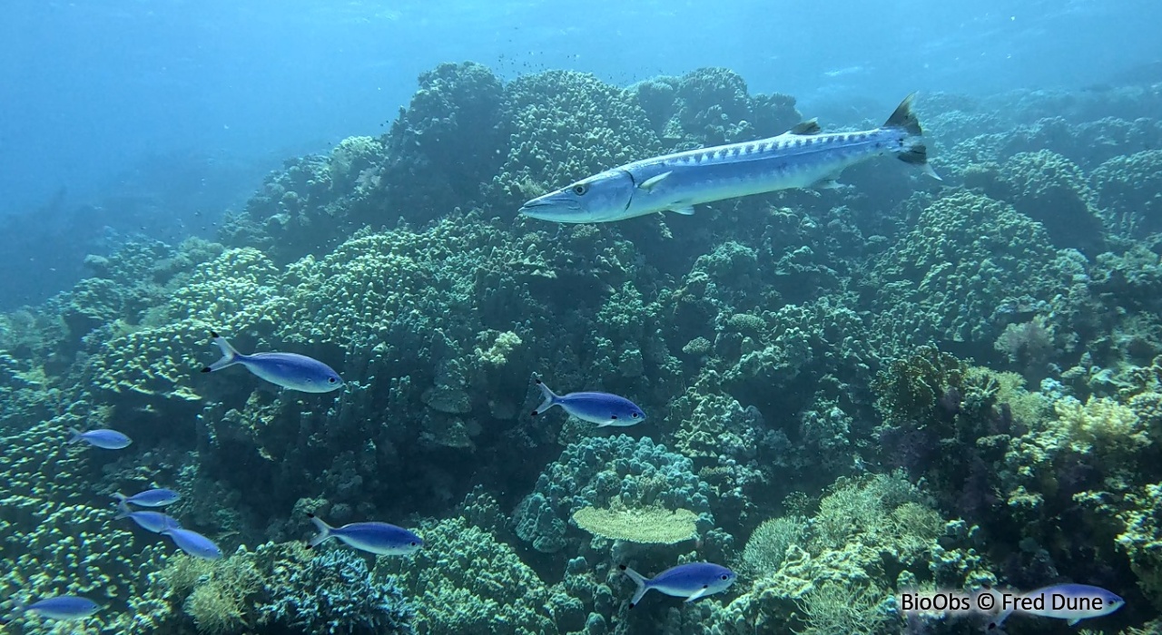 Grand barracuda - Sphyraena barracuda - Fred Dune - BioObs