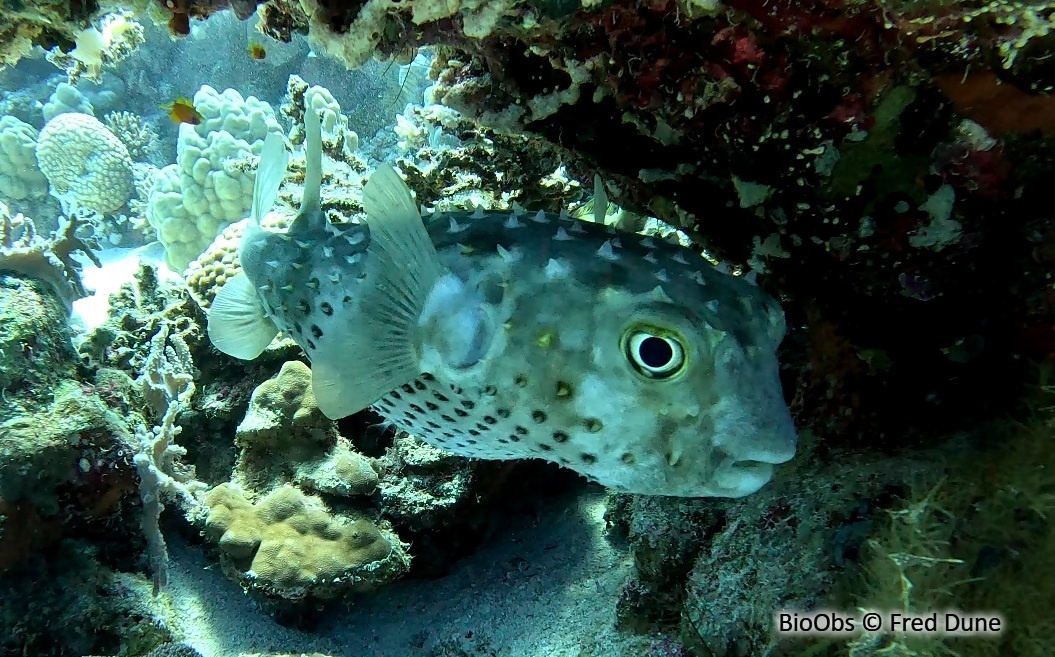 Poisson-hérisson à points jaunes - Cyclichthys spilostylus - Fred Dune - BioObs