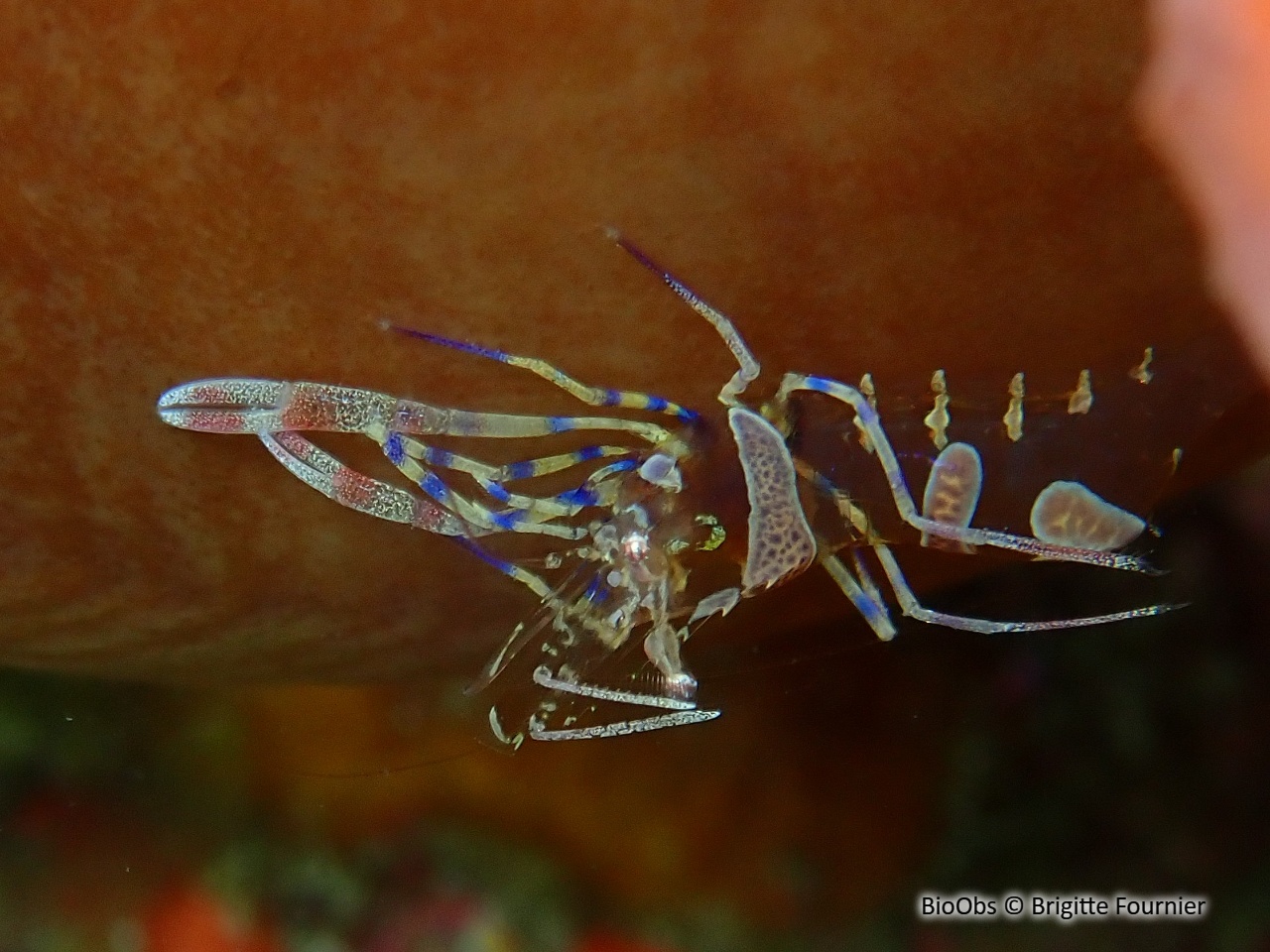 Péricliménès améthyste - Periclimenes amethysteus - Brigitte Fournier - BioObs